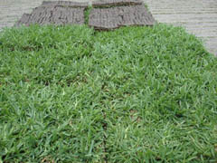 St Augustine Grass Zoysia Grass And Bermuda Grass Sod Dealers Austin San Antonio Tx Triangle Turfgrass Sod Varieties