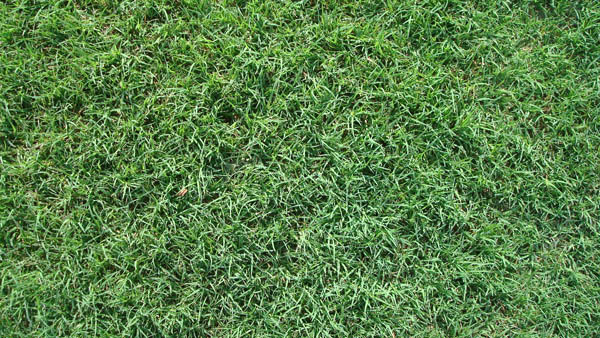 Turf Grass Sod Variety Bermudagrass Serving San Antonio Austin And Most Of Tx